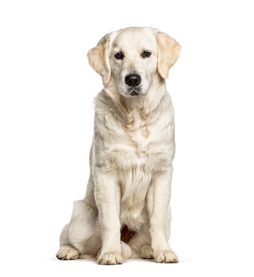 Preview: Golden Retriever, isolated on white, dog
