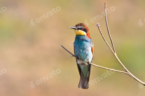 Preview: european bee eater (Merops Apiaster)