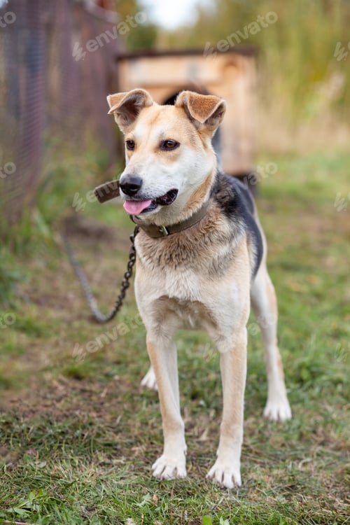 Preview: A cheerful big dog with a chain tongue sticking out. Portrait of a dog