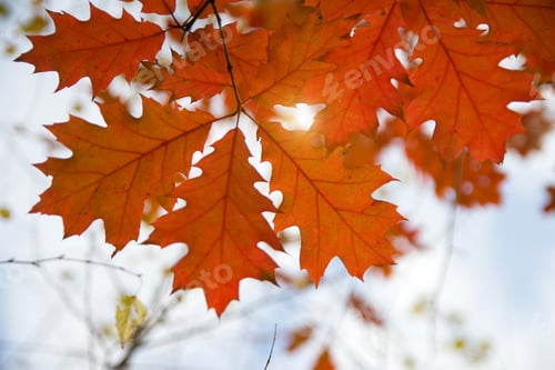 Preview: oak leaves