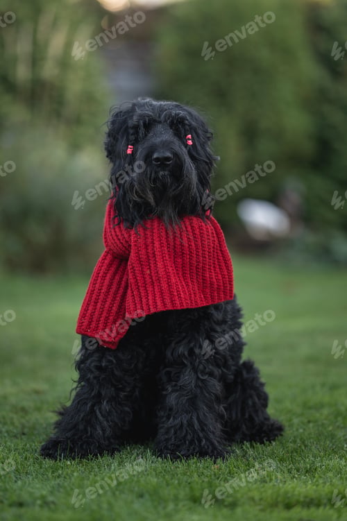 Preview: big black dog black russian terrier in red scarf on walk in park in autumn