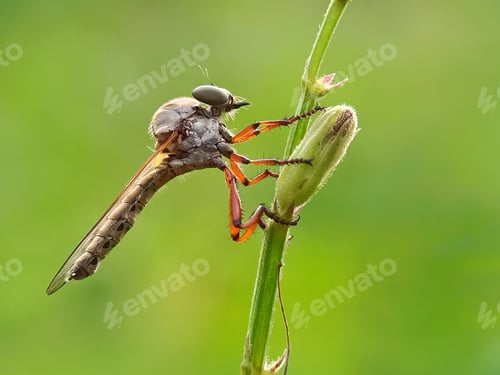 Preview: Robberfly