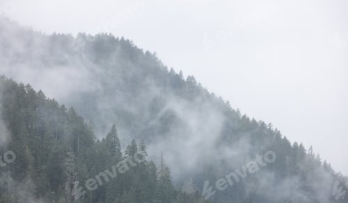 Preview: Green Evergreen Trees in a forest on top of a mountain covered in clouds and fog.