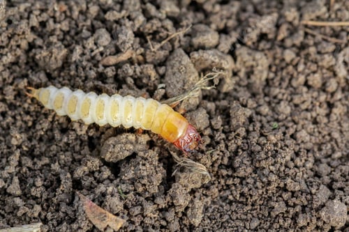 Preview: Larva of Zabrus tenebrioides Goeze is a species of black ground beetle Carabidae