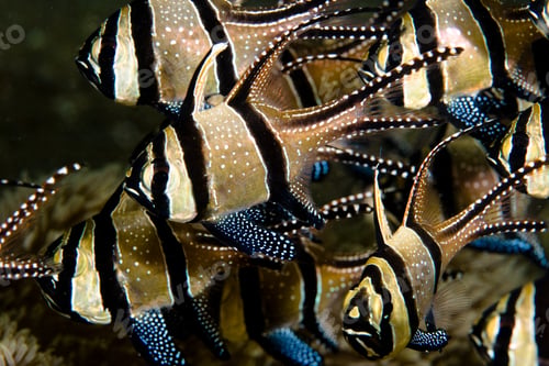 Preview: Banggai cardinalfish in school.