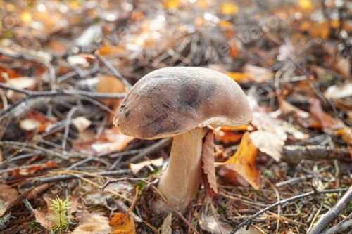 Preview: Boletaceae family mushroom, selective focus.