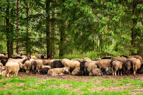 Preview: Beautiful grazing herd of sheep in Tatra Mountains