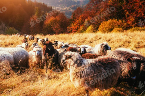 Preview: flock of sheep on beautiful mountain meadow.