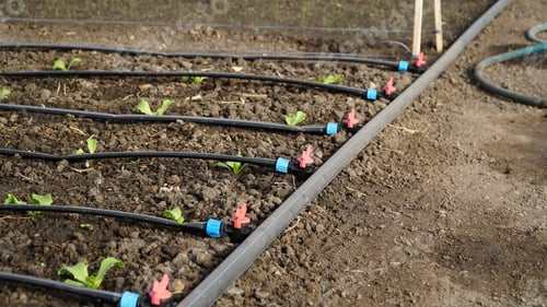 Preview: drip irrigation. Green seedlings growing in the drip system.