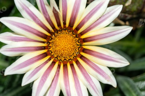 Preview: Close-up of a blooming Harsh gazania flower in a garden