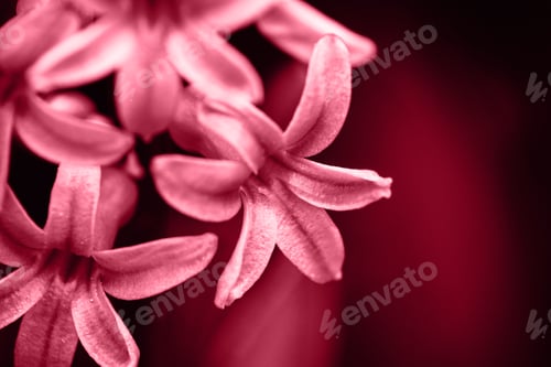 Preview: Close up macro view of a beautiful blue cyan hyacinth background.