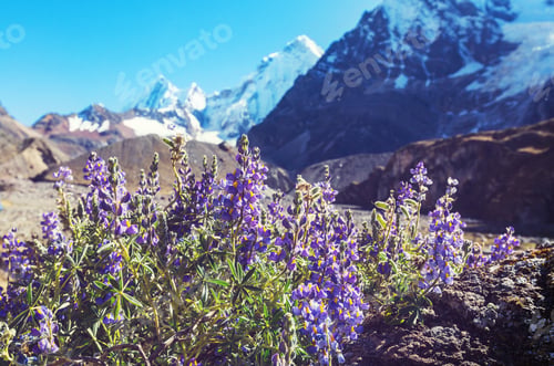 Preview: Cordillera