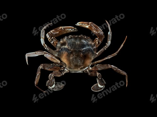 Preview: Top view of crab against black background