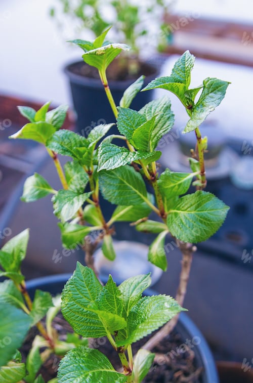 Preview: Hydrangea unfurls its leaves in spring. Selective focus.