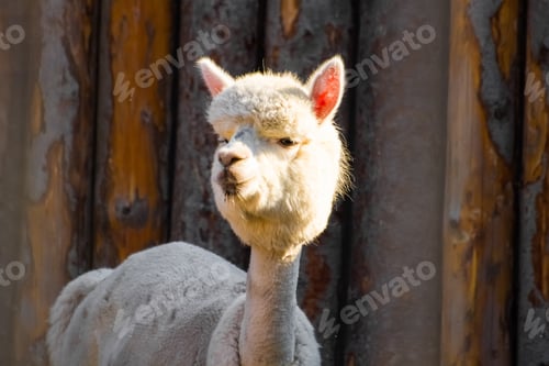 Preview: Alpaca or llama in the pen. Zoo.