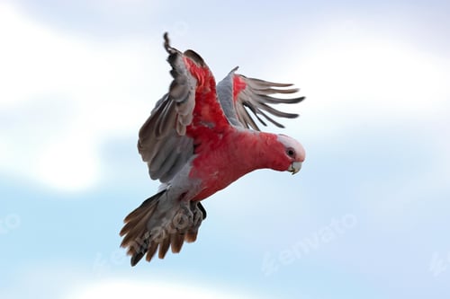 Preview: bird, cockatoo galah, parrot, pet