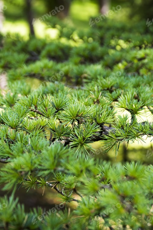 Preview: Green Pine Needles on a Branch in Sunlight