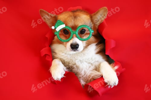 Preview: Festive Corgi Dog with Christmas Glasses Peeking Through a Ripped Red Paper Background.