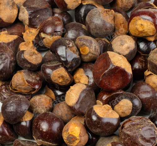 Preview: Guarana seeds forming a textured background