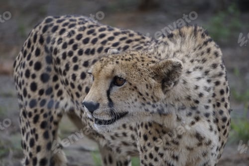 Preview: Animals, cheetah, Nature, Jungle, African savanna, Wild,