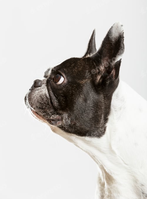 Preview: Studio portrait of an expressive French Bulldog dog