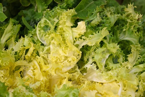 Preview: Heap of fresh green lettuce salad