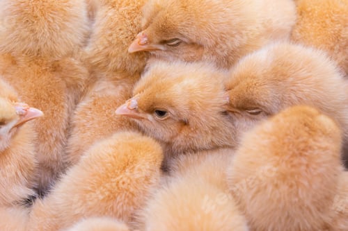 Preview: Close up newborn chicken, chicken farm