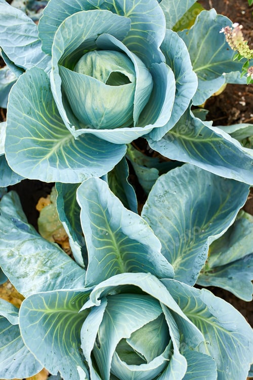 Preview: Rows of fresh cabbage plants on the field, autumn harvest, cabbage are growing in garden