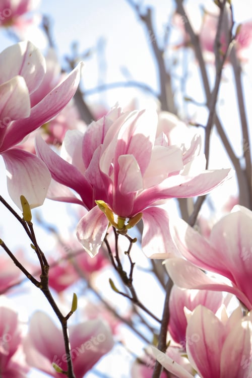 Preview: magnolia flowers with blue sky background - concept of positivity and renewal. spring