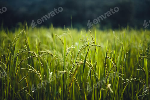 Preview: rice field in the morning in asia