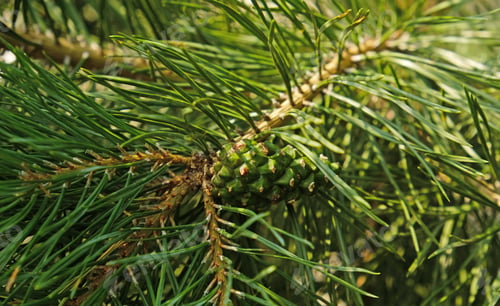 Preview: Young green pine cone, surrounded by sharp green needles on pine branch