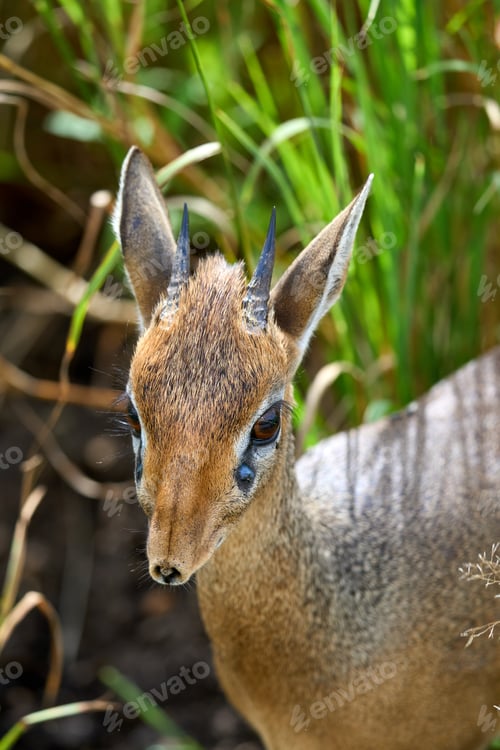 Preview: Vertical close-up of small gazelle in the forest