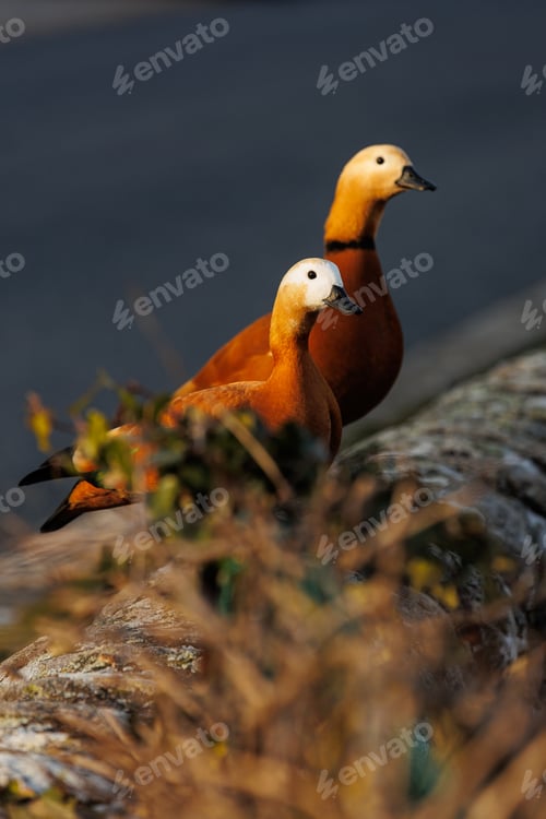 Preview: Two colorful ducks in nature