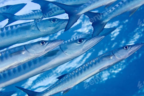 Preview: School of Blackfin Barracuda, underwater view