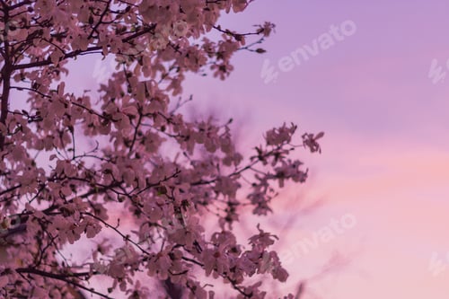 Preview: The pretty blossoms