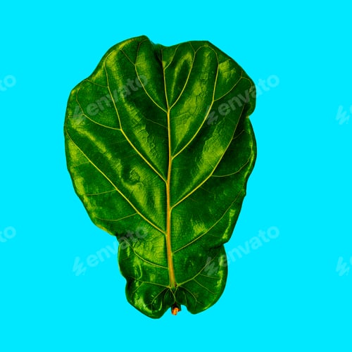 Preview: Tropical Leaf. Plant. Greenery concept. Flat Lay