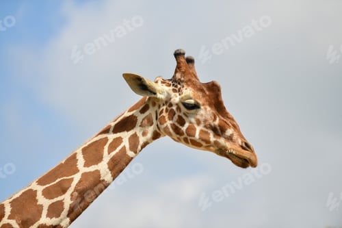 Preview: A giraffe head in a blue sky
