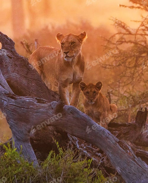 Preview: Best wildlife experiences in the world