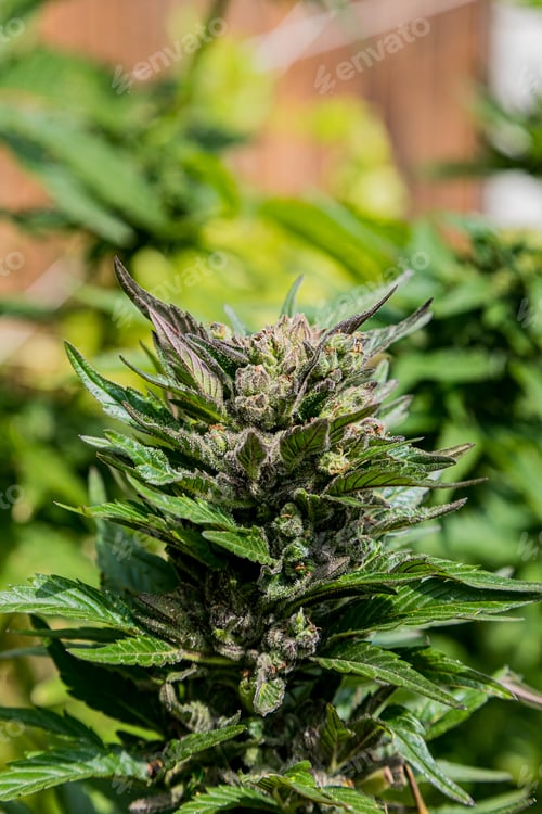 Preview: Home Grown Medical Marijuana Cannabis plant growing outdoors on a sunny day