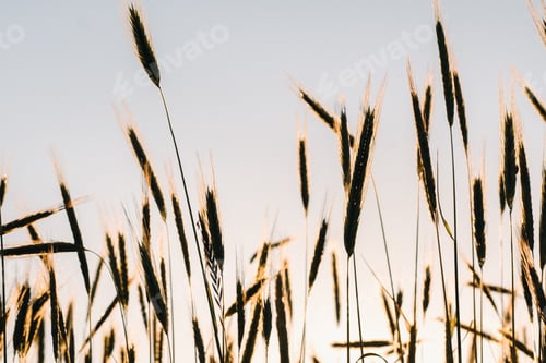 Preview: Wheat field at sunset . Golden ears of wheat . The concept of harvest