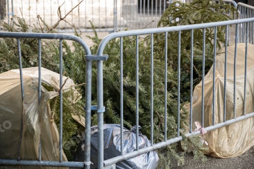 Preview: Used Christmas trees behind the fence in France