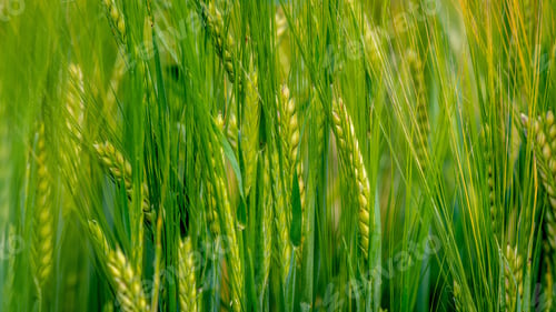 Preview: green