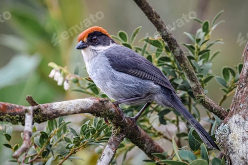 Preview: Antioquia Brush Finch (Atlapetes blancae). Colombian endemic bird