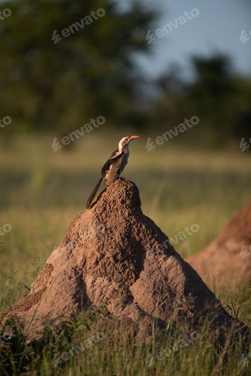 Preview: A red-billed hornbill, Tockus erythrorhynchus, standing on top of a termite mound.