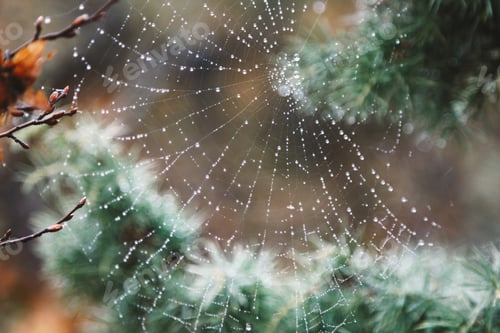 Preview: spider web with dew drops