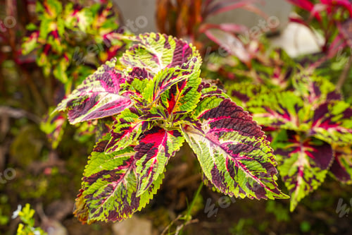 Preview: Coleus
