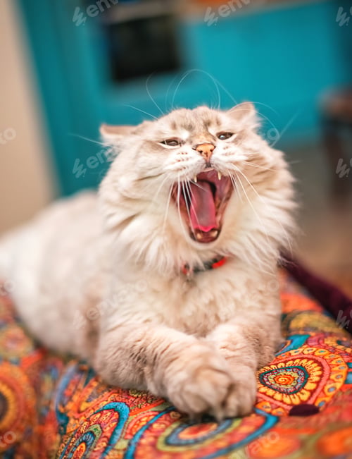 Preview: Siberian cat. Breed Neva Masquerade. Beautiful cat with blue eyes