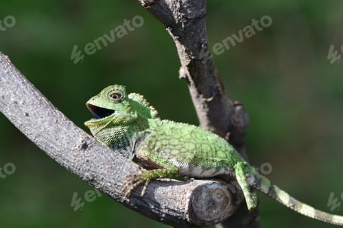 Preview: Close up of Dragon Forest, Gonocephalus chamaeleontinus