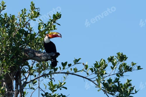 Preview: A vibrant toucan perched atop a lush green tree against a clear blue sky.