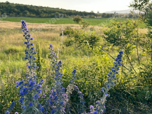 Preview: Flowers in the field